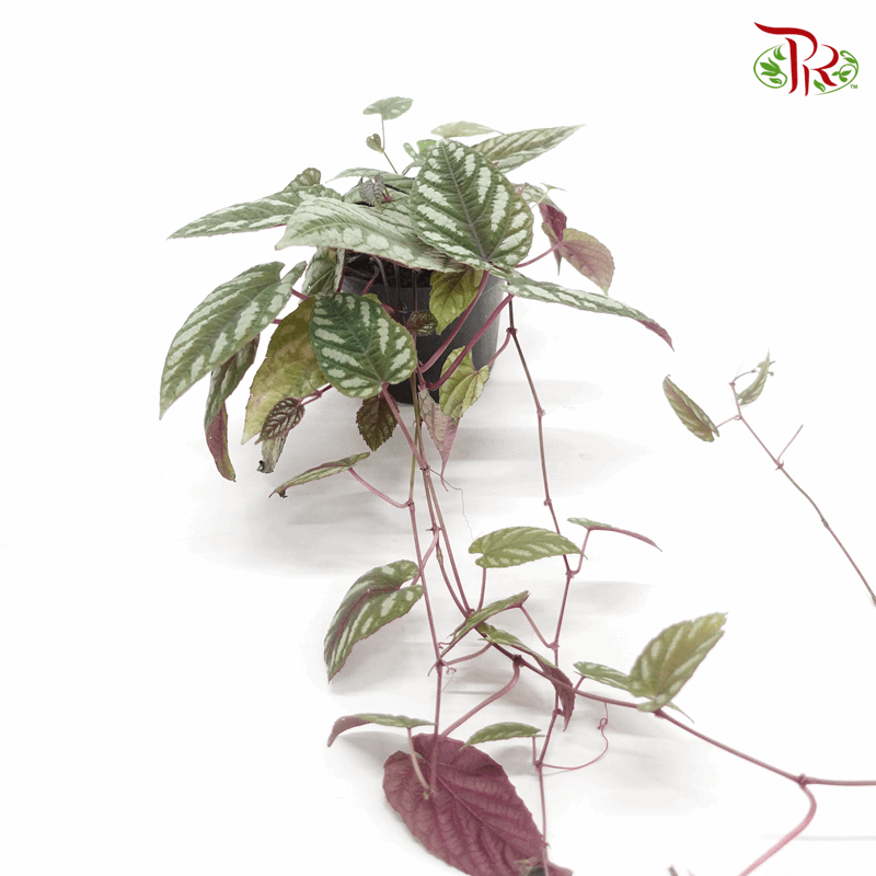 Cissus Discolor 《青紫葛》-Pudu Ria Florist-prflorist.com.my