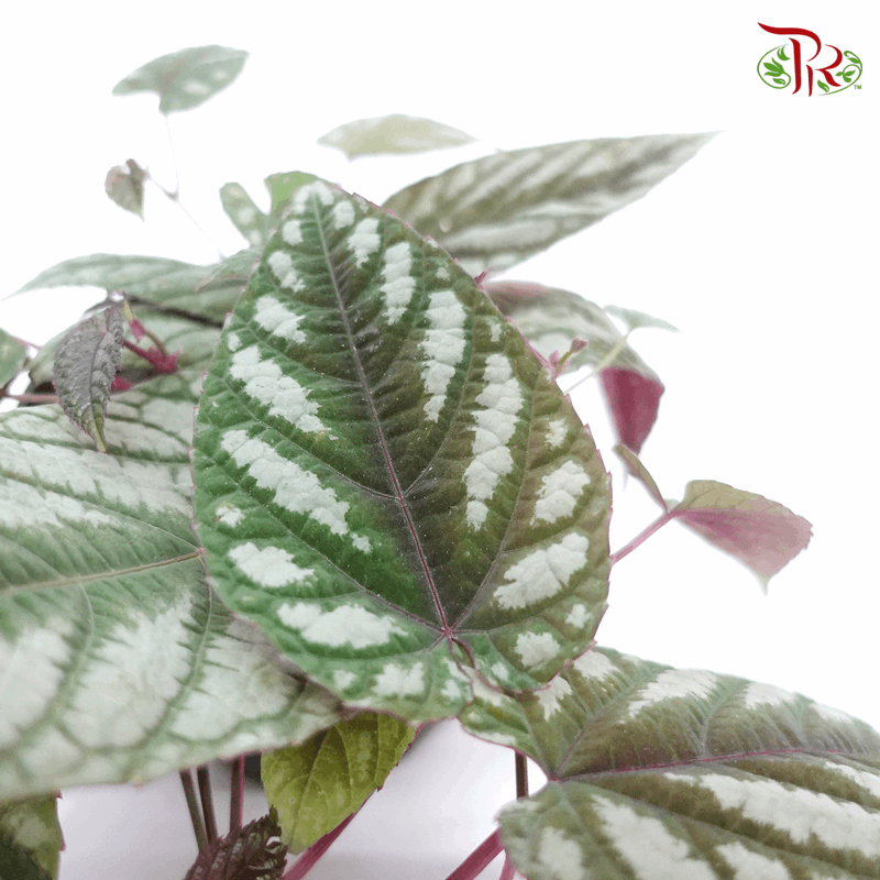 Cissus Discolor 《青紫葛》-Pudu Ria Florist-prflorist.com.my