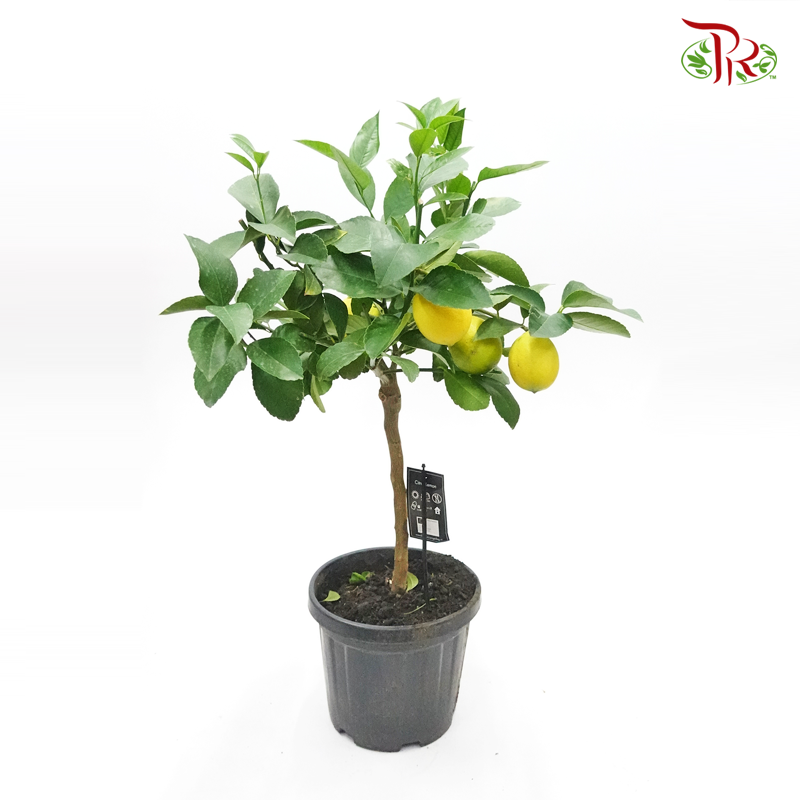 Citrofortunella Limon 《柠檬杆》-Pudu Ria Florist-prflorist.com.my