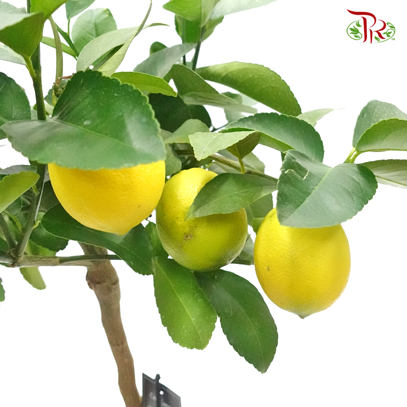 Citrofortunella Limon 《柠檬杆》-Pudu Ria Florist-prflorist.com.my