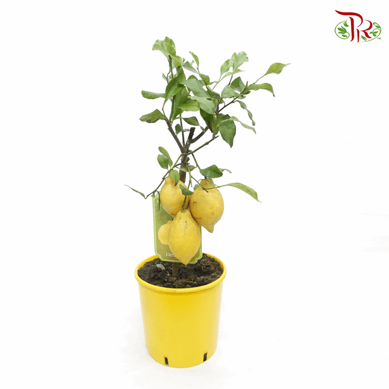 Citrofortunella Limon 柠檬柑 80cm-Pudu Ria Florist-prflorist.com.my