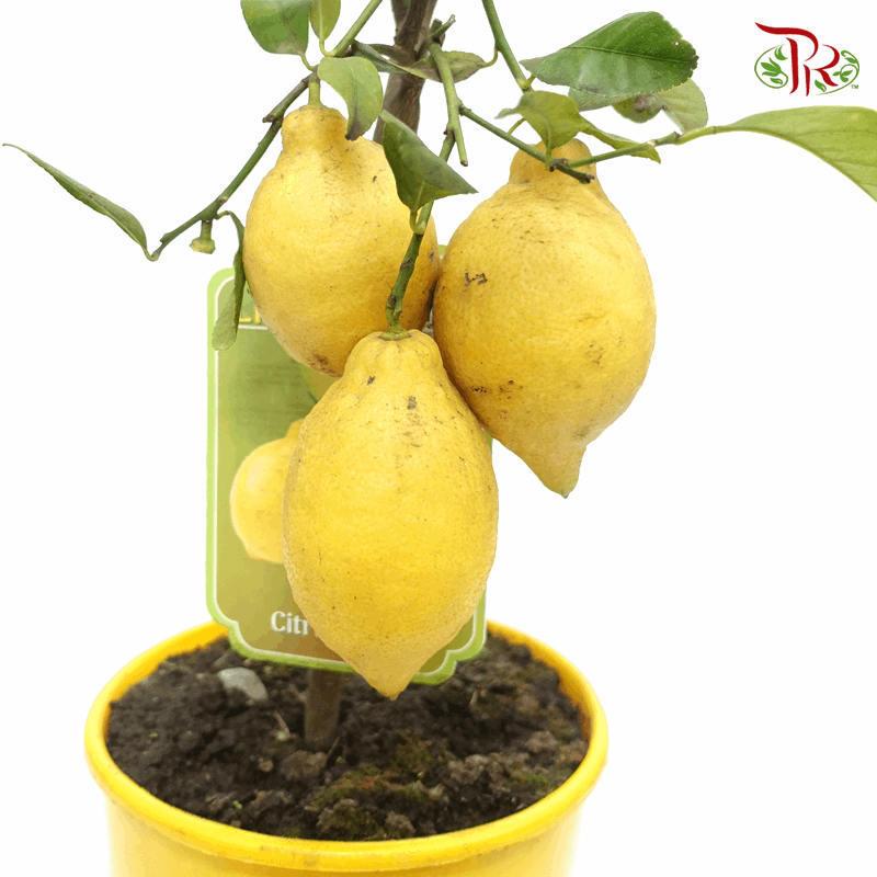 Citrofortunella Limon 柠檬柑 80cm-Pudu Ria Florist-prflorist.com.my