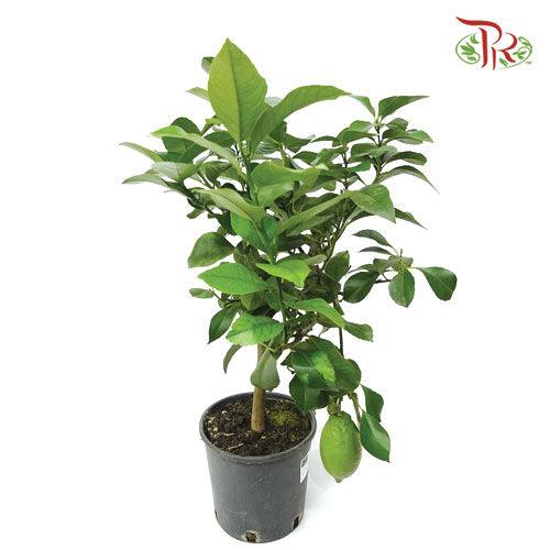 Citrofortunella Limon《柠檬柑》-Pudu Ria Florist-prflorist.com.my