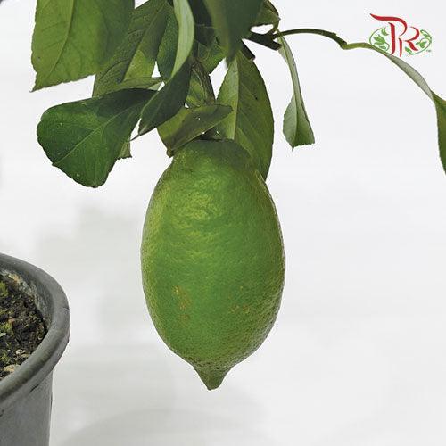 Citrofortunella Limon《柠檬柑》-Pudu Ria Florist-prflorist.com.my