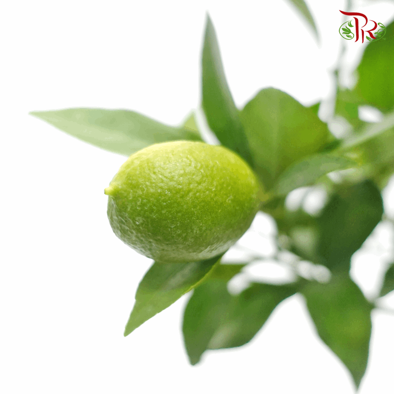 Citrus《柑橘属》