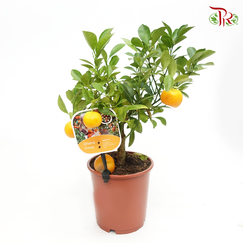 Citrus《柑橘属》