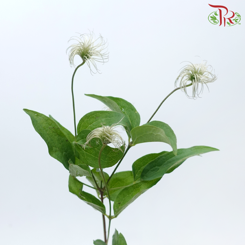 Clematis (5 Stems)-Netherland-prflorist.com.my