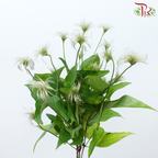 Clematis (5 Stems)-Netherland-prflorist.com.my