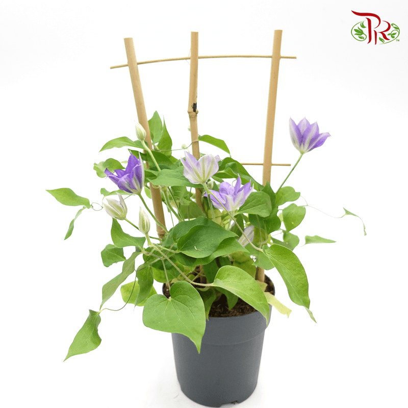 Clematis Boulevard 《铁线莲》-Pudu Ria Florist-prflorist.com.my