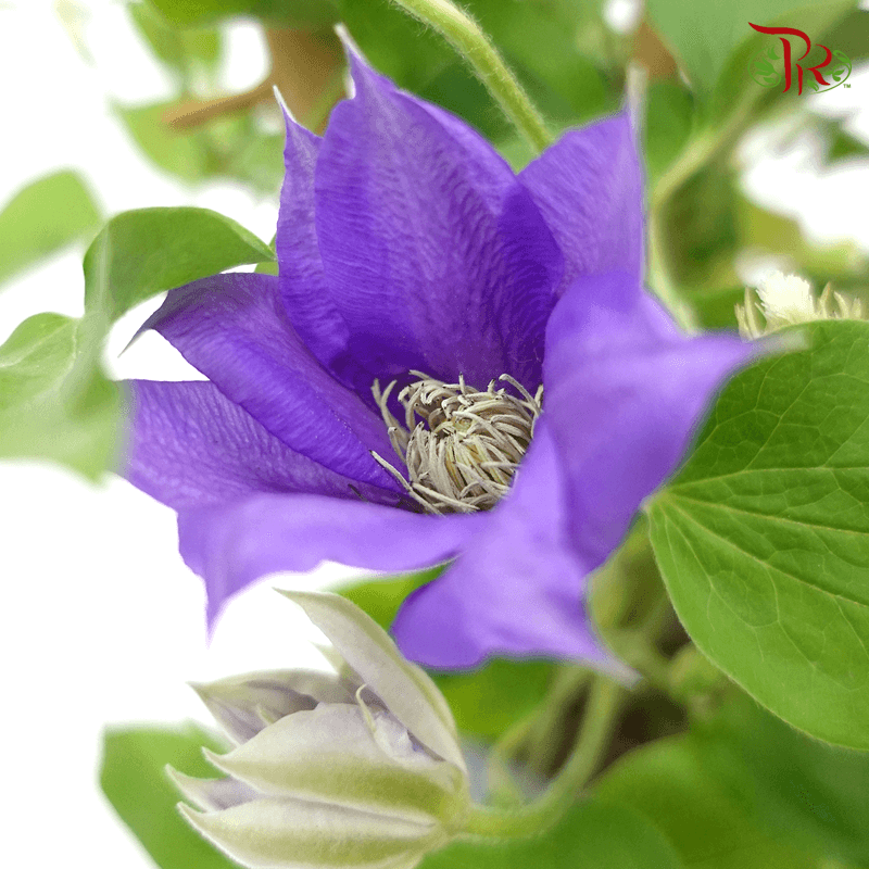 Clematis Boulevard 《铁线莲》-Pudu Ria Florist-prflorist.com.my