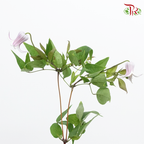 Clematis - Lilac (5 Stems)-Lilac-Netherland-prflorist.com.my