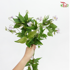 Clematis - Lilac (5 Stems)-Lilac-Netherland-prflorist.com.my