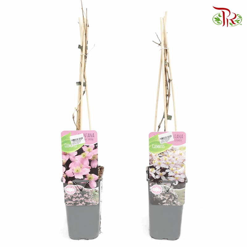 Clematis Montana Rubens 《铁线莲》*Random Choose-Pudu Ria Florist-prflorist.com.my