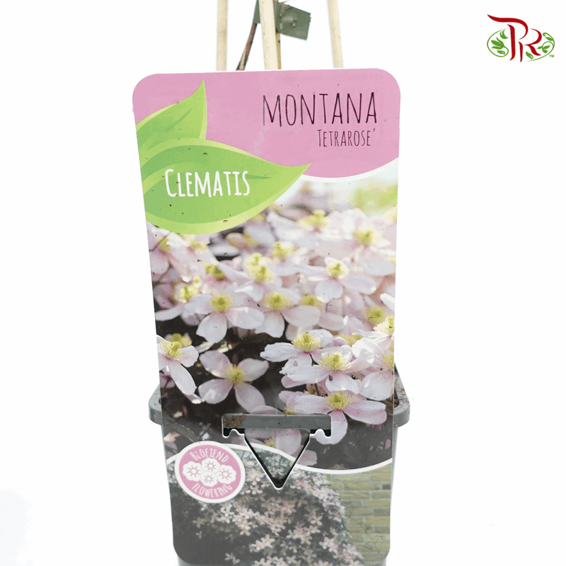 Clematis Montana Rubens 《铁线莲》*Random Choose-Pudu Ria Florist-prflorist.com.my