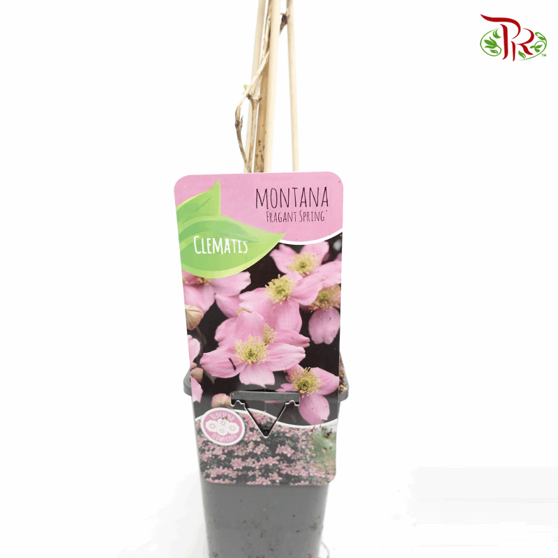 Clematis Montana Rubens 《铁线莲》*Random Choose-Pudu Ria Florist-prflorist.com.my