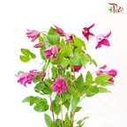 Clematis - Pink (5 Stems)-Pink-Netherland-prflorist.com.my