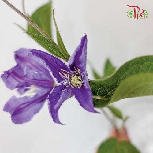 Clematis - Purple (5 Stems)-Purple-Netherland-prflorist.com.my