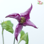 Clematis - Purple (5 Stems)-Purple-Netherland-prflorist.com.my