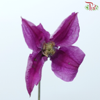 Clematis - Purple (5 Stems)-Purple-Netherland-prflorist.com.my