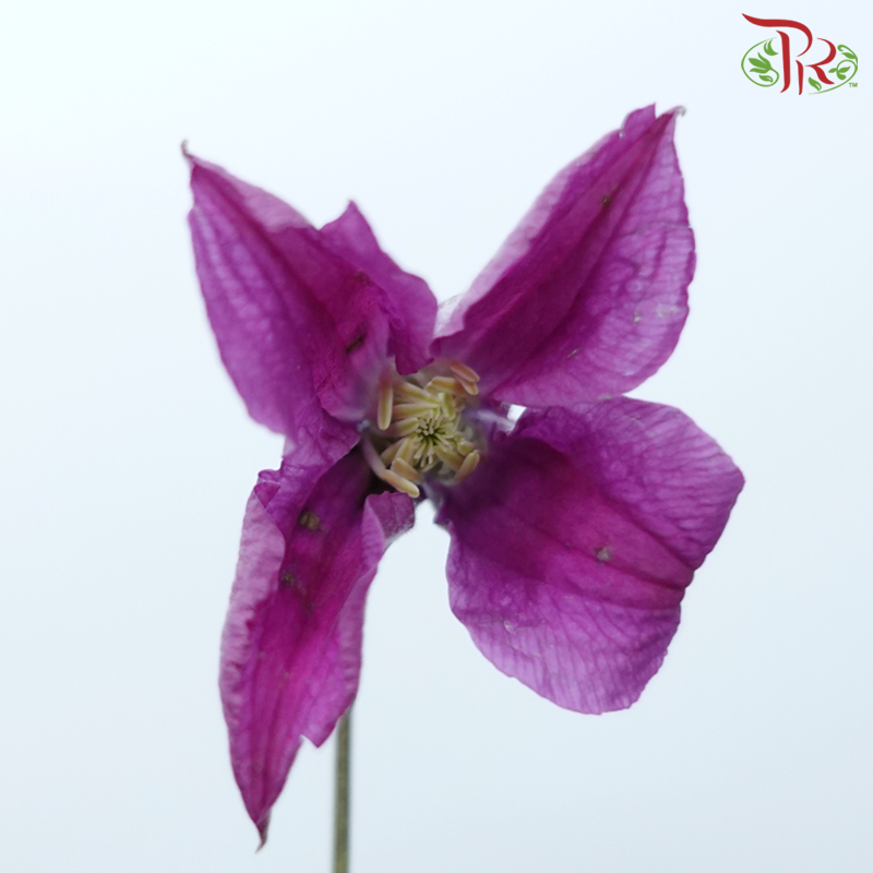 Clematis - Purple (5 Stems)-Purple-Netherland-prflorist.com.my