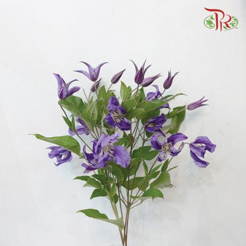 Clematis - Purple (5 Stems)-Purple-Netherland-prflorist.com.my
