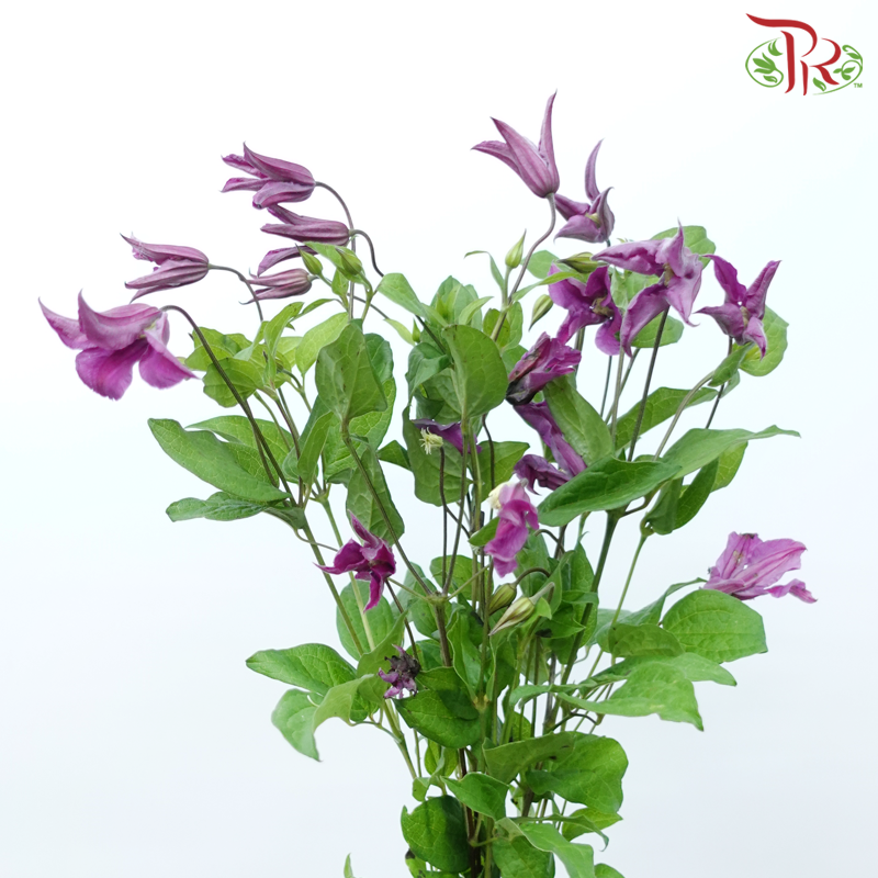 Clematis - Purple (5 Stems)-Purple-Netherland-prflorist.com.my