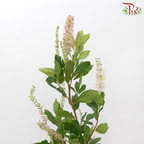 Cletha Alnifolia - Light Pink (2 Stems)-Pink-Japan-prflorist.com.my