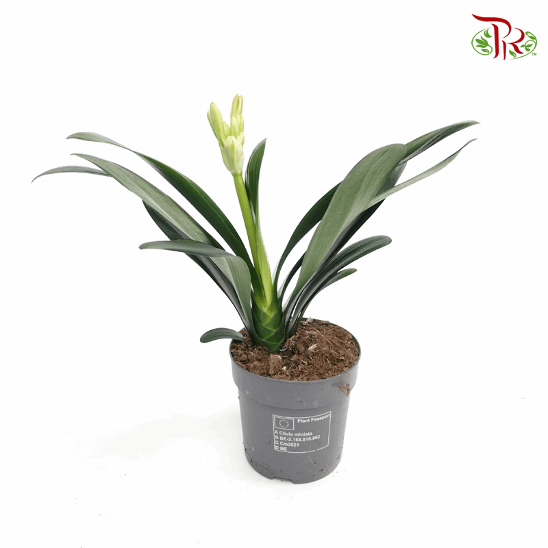 Clivia Miniata 《君子兰》- Without Bloooms-Pudu Ria Florist-prflorist.com.my