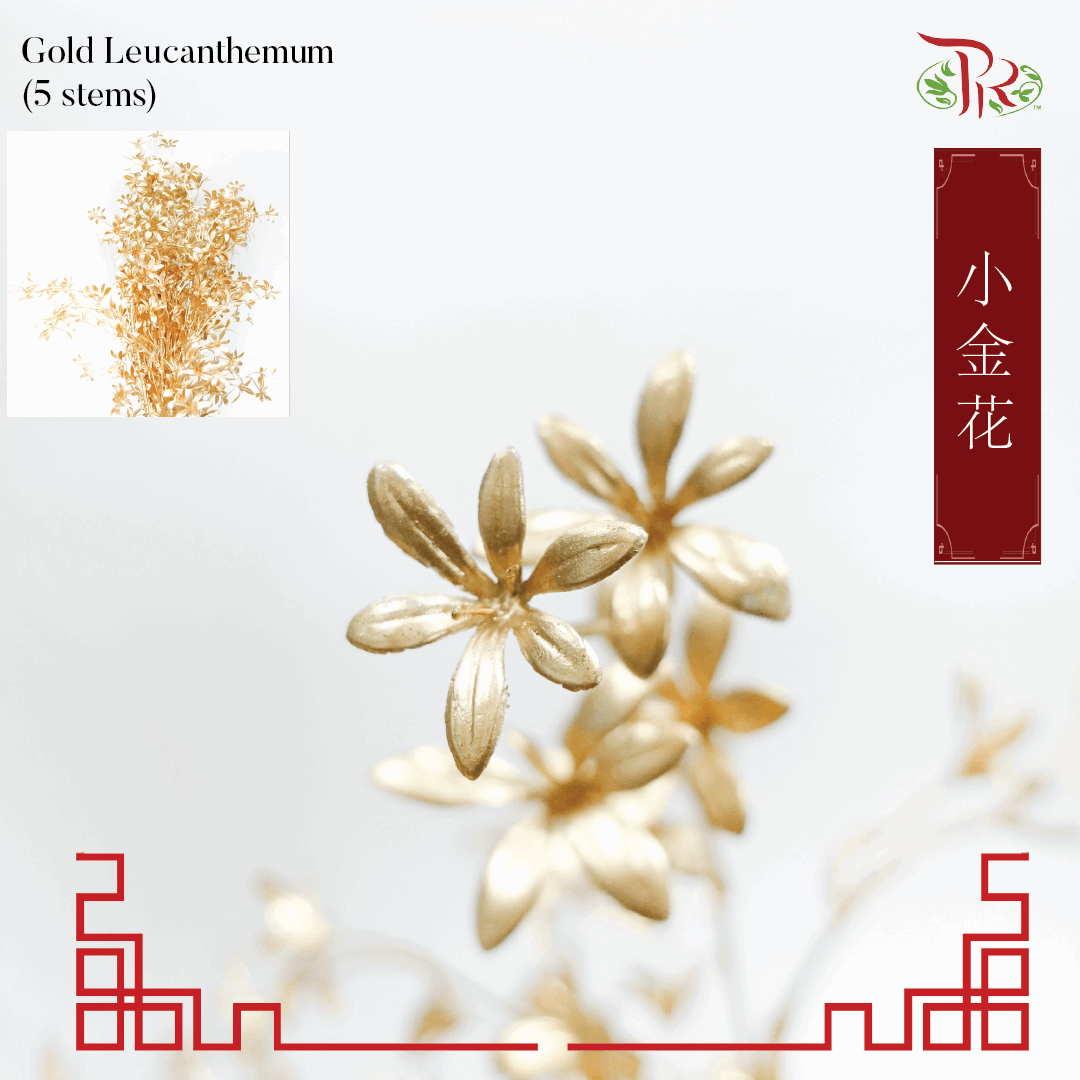 CNY Gold Leaf - Leucanthemum (5Stems)-China-prflorist.com.my