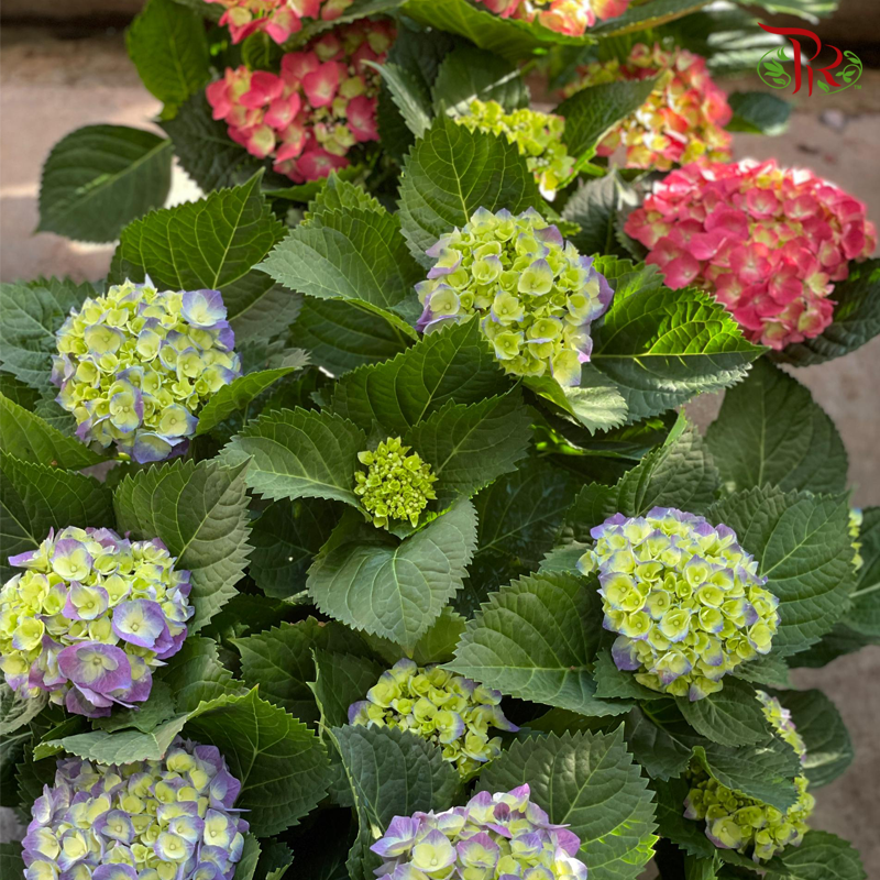 CNY- Hydrangea Potted Plant (Random choose colour)-Malaysia-prflorist.com.my