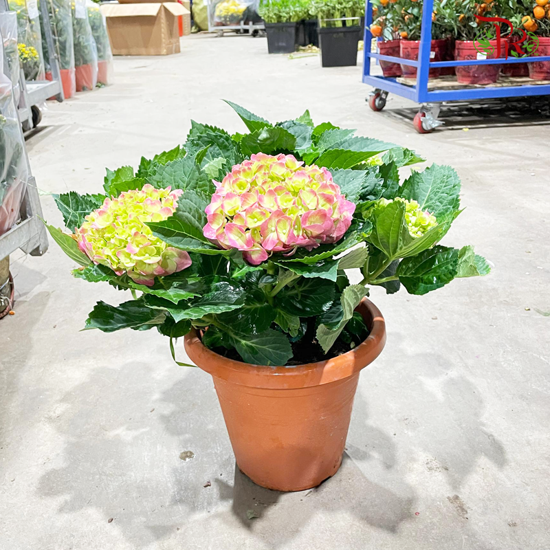 CNY- Hydrangea Potted Plant (Random choose colour)-Malaysia-prflorist.com.my