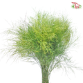 Cocktail Leaf - (Per Bunch)-Malaysia-prflorist.com.my
