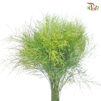 Cocktail Leaf - (Per Bunch)-Malaysia-prflorist.com.my