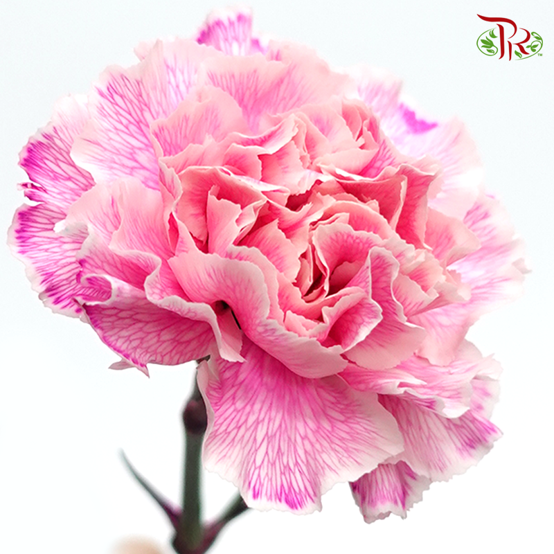 Carnation Dyed Color -Blair Dark (10 Stems) - Pudu Ria Florist