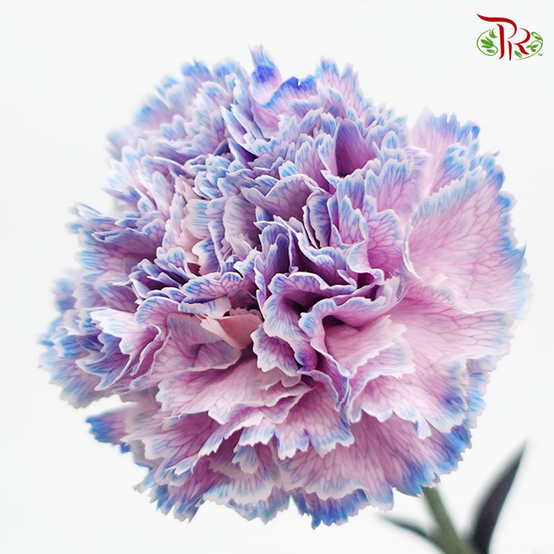 Carnation Dyed Color - Yona Dark (10 Stems) - Pudu Ria Florist