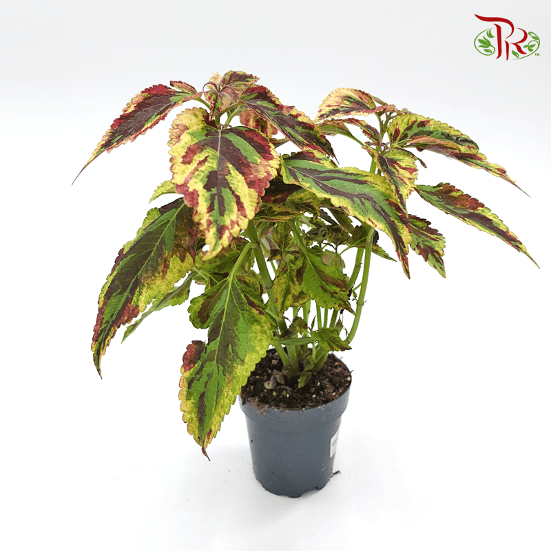 Coleus Blumei《彩葉草》