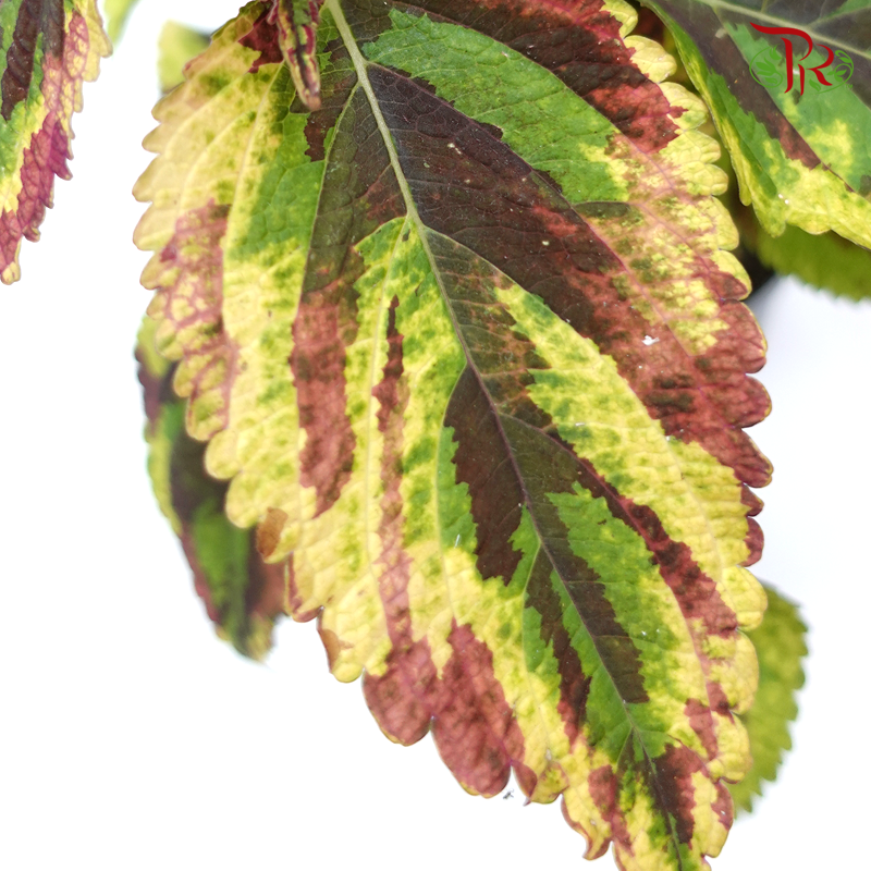 Coleus Blumei《彩葉草》