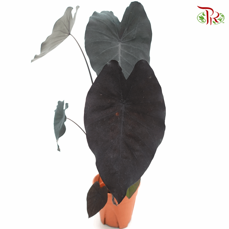 Colocasia Black Coral 《黑珊瑚水芋》