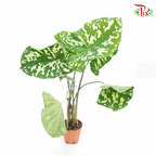 Colocasia Hilo Beauty 《希洛美人海芋》-Pudu Ria Florist-prflorist.com.my