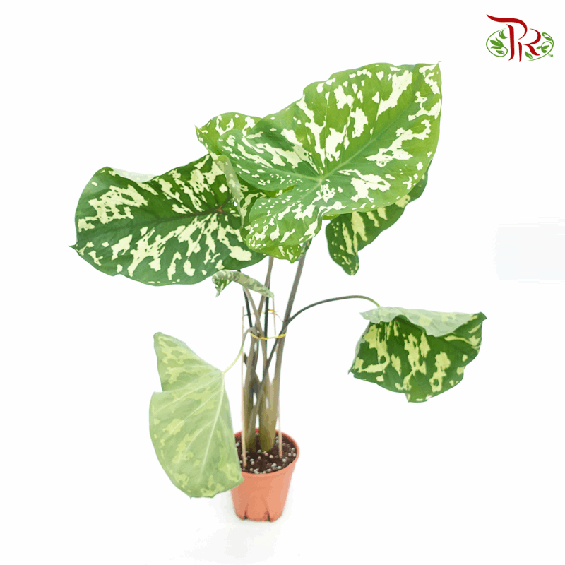 Colocasia Hilo Beauty 《希洛美人海芋》-Pudu Ria Florist-prflorist.com.my