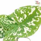 Colocasia Hilo Beauty 《希洛美人海芋》-Pudu Ria Florist-prflorist.com.my