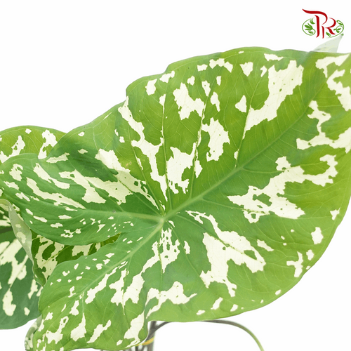 Colocasia Hilo Beauty 《希洛美人海芋》-Pudu Ria Florist-prflorist.com.my