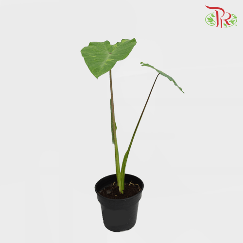 Colocasia Midori Sour 斑葉黃金水芋-Pudu Ria Florist-prflorist.com.my