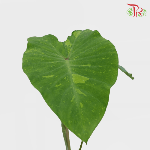 Colocasia Midori Sour 斑葉黃金水芋-Pudu Ria Florist-prflorist.com.my