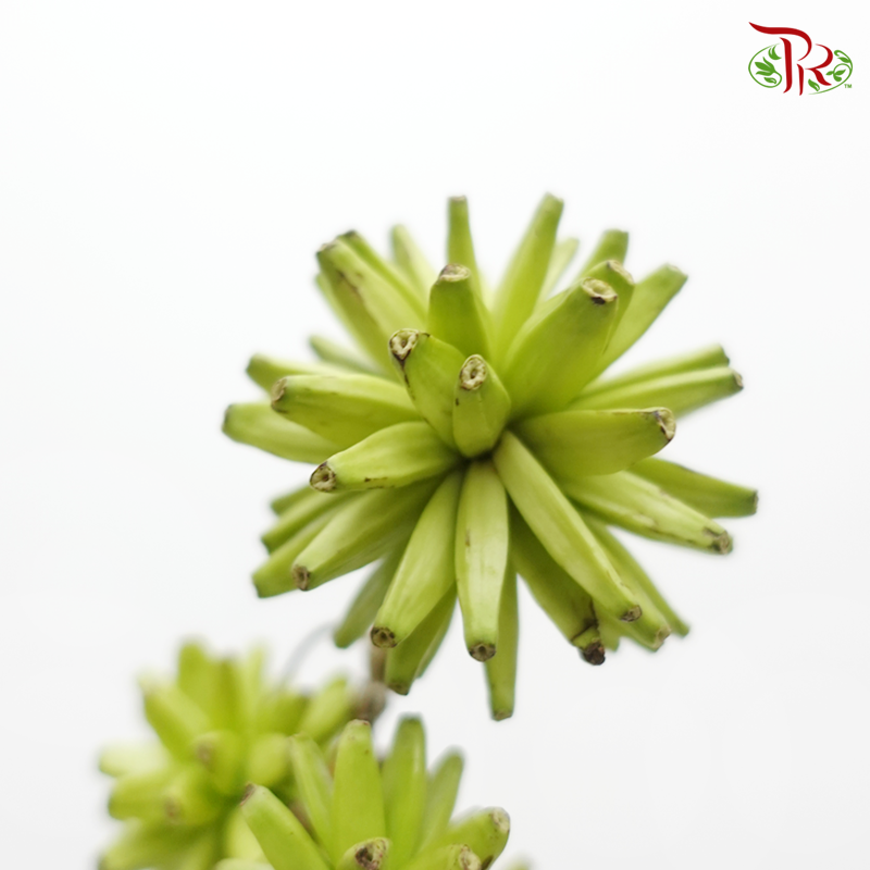 Common Camptotheca - Green (Per Bunch)-Green-China-prflorist.com.my