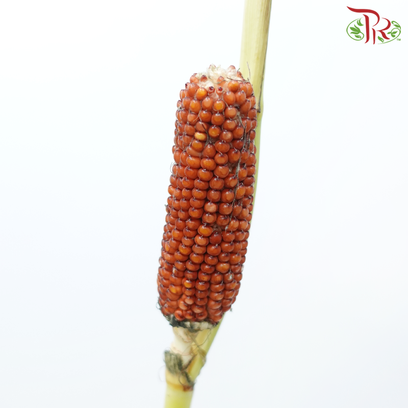 Corn - Orange Brown (Per Bunch)-Orange Brown-China-prflorist.com.my
