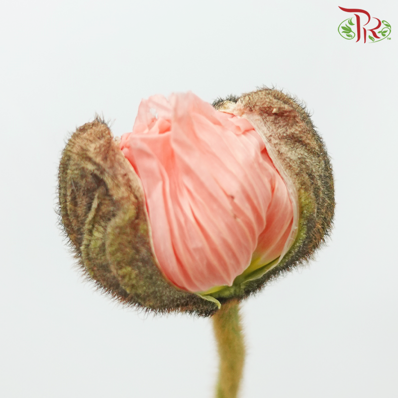 Corn Poppy - Peach Colour-Peach-China-prflorist.com.my