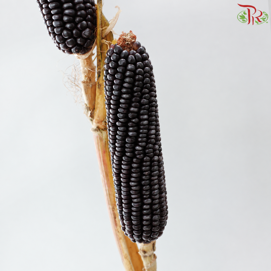 Ornamental Corn (Per Bunch)
