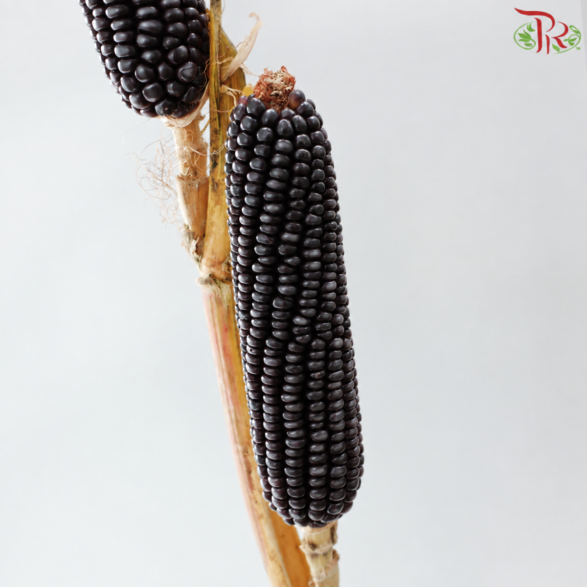 Ornamental Corn (Per Bunch)
