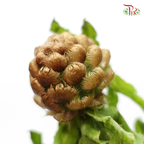 Cornflower Yellow Globe Centaurea - Jin Chao Ju (Per Bunch)-China-prflorist.com.my